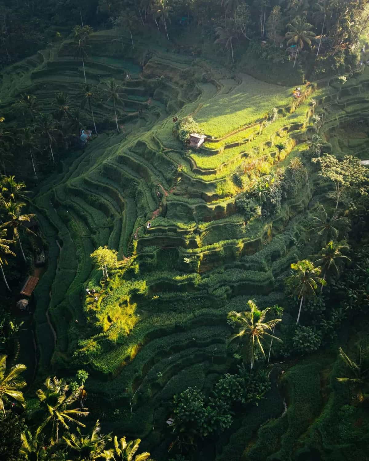 Ubud Tour