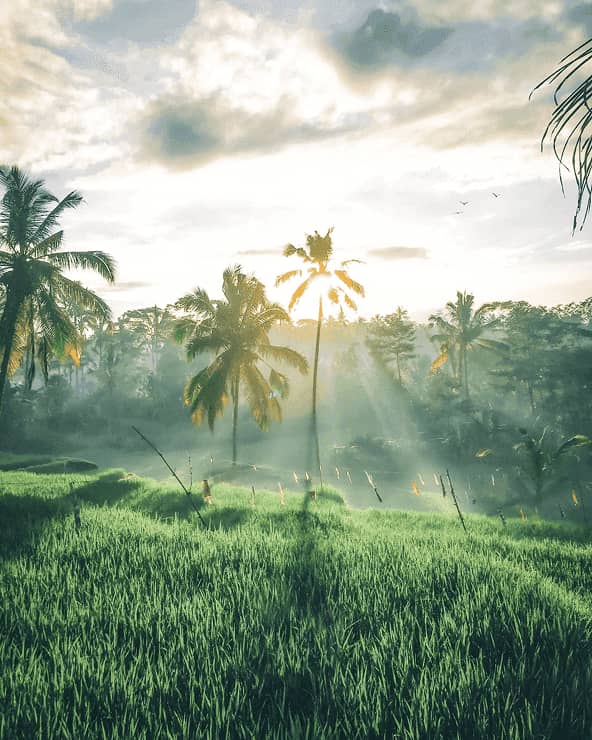 Golden Sunrise Terraces