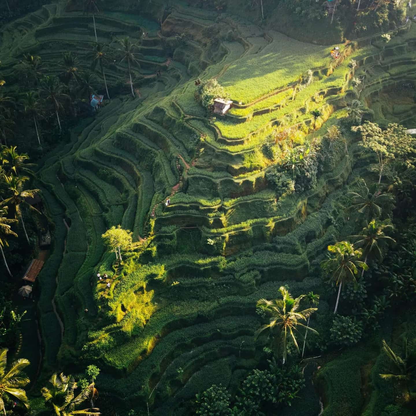 Ubud Tour
