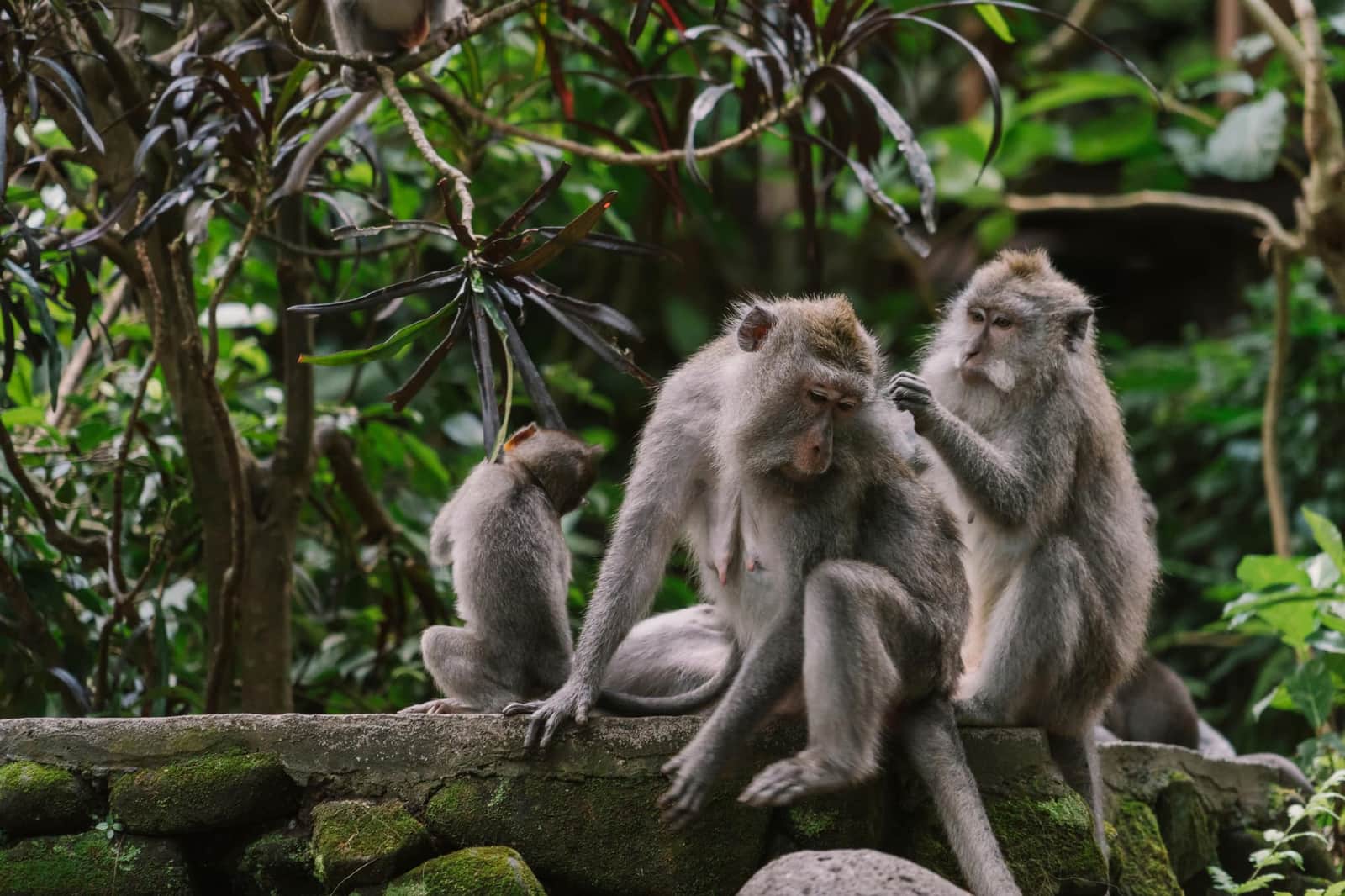 Ubud Tour