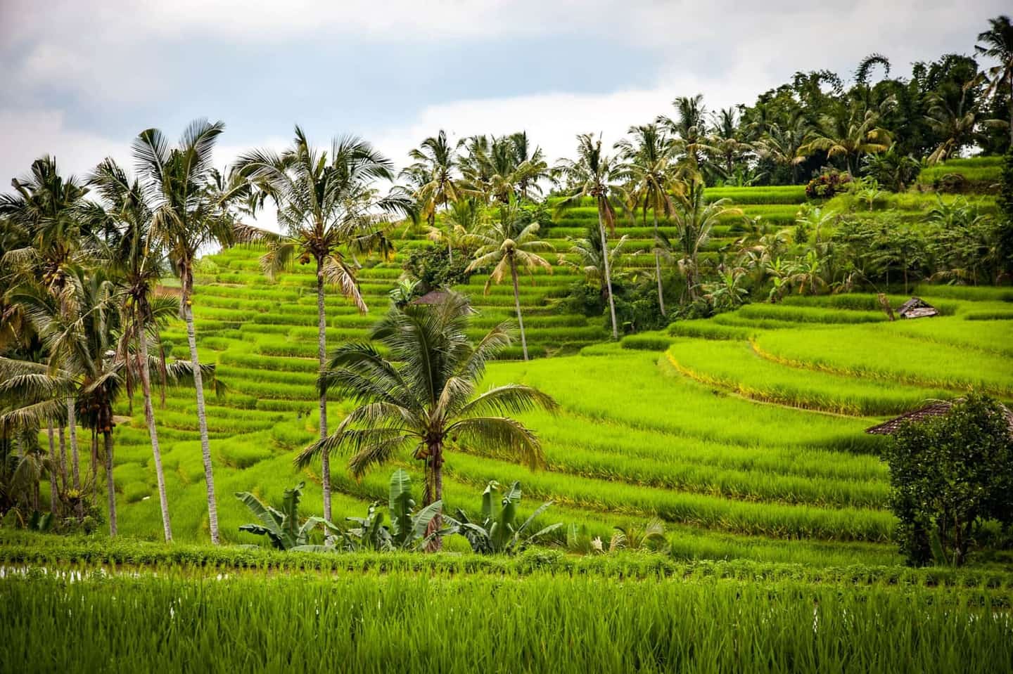 West Bali Tour